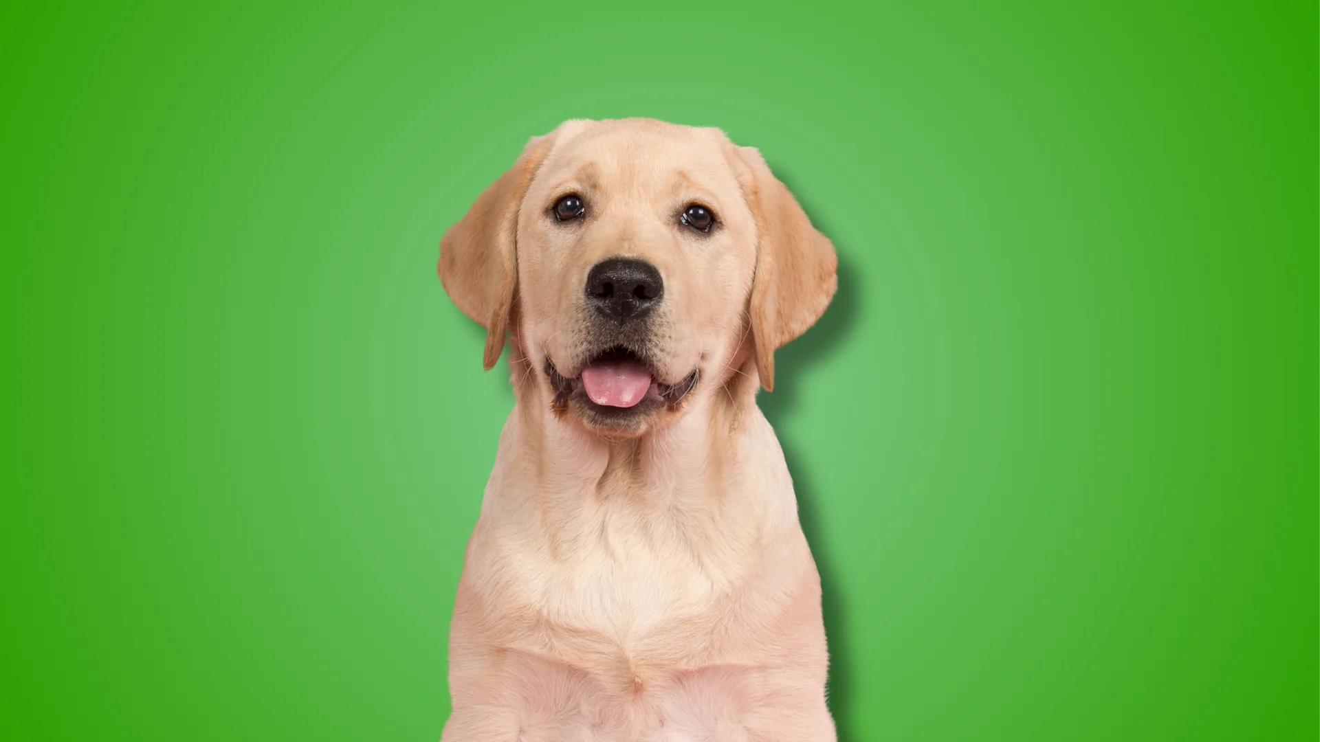 Dog clippers